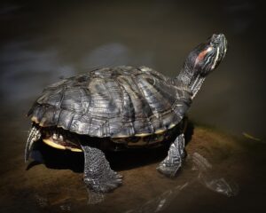 skildpadde